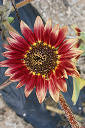 Floristan Sunflower (Helianthus annuus 'Floristan') at A Very Successful Garden Center