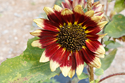 Florenza Sunflower (Helianthus annuus 'Florenza') at Lakeshore Garden Centres