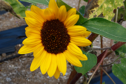 Cutting Gold Sunflower (Helianthus annuus 'Cutting Gold') at A Very Successful Garden Center