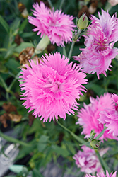 Elegance Pink Pinks (Dianthus 'Elegance Pink') at A Very Successful Garden Center