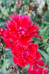 Elegance Red Pinks (Dianthus 'Elegance Red') at A Very Successful Garden Center