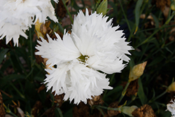 Elegance White Pinks (Dianthus 'Elegance White') at A Very Successful Garden Center