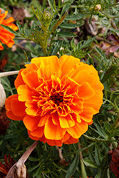 Chica Orange Marigold (Tagetes patula 'Chica Orange') at A Very Successful Garden Center