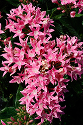 Starcluster Pink Star Flower (Pentas lanceolata 'Starcluster Pink') at A Very Successful Garden Center