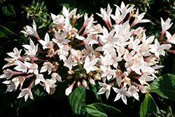 Starcluster White Star Flower (Pentas lanceolata 'Starcluster White') at A Very Successful Garden Center