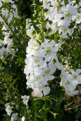 Alonia Big Snow Angelonia (Angelonia angustifolia 'Alonia Big Snow') at A Very Successful Garden Center