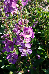 Alonia Dark Lavender Angelonia (Angelonia angustifolia 'Alonia Dark Lavender') at A Very Successful Garden Center