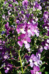 Alonia Violet Angelonia (Angelonia angustifolia 'Alonia Violet') at A Very Successful Garden Center