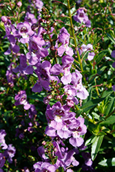 Aria Blue Angelonia (Angelonia angustifolia 'Aria Blue') at A Very Successful Garden Center