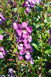 Aria Purple Angelonia (Angelonia angustifolia 'Aria Purple') at Lakeshore Garden Centres