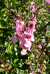 Aria Soft Pink Angelonia (Angelonia angustifolia 'Aria Soft Pink') at A Very Successful Garden Center
