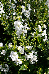 Aria White Angelonia (Angelonia angustifolia 'Aria White') at Lakeshore Garden Centres
