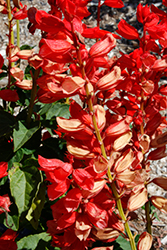 Scarlet King Salvia (Salvia splendens 'Scarlet King') at A Very Successful Garden Center