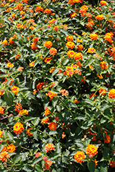 Landscape Bandana® Clementine Lantana (Lantana camara 'Landscape Bandana Clementine') at A Very Successful Garden Center