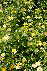 Landscape Bandana Lemon Zest Lantana (Lantana camara 'Landscape Bandana Lemon Zest') at Lakeshore Garden Centres