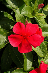 Pacifica XP Dark Red Vinca (Catharanthus roseus 'Pacifica XP Dark Red') at A Very Successful Garden Center
