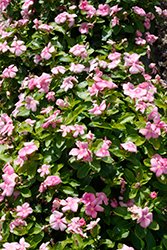 Pacifica XP Icy Pink Vinca (Catharanthus roseus 'Pacifica XP Icy Pink') at Lakeshore Garden Centres