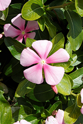 Pacifica XP Icy Pink Vinca (Catharanthus roseus 'Pacifica XP Icy Pink') at A Very Successful Garden Center