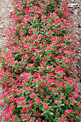 Soiree Kawaii Red Shades Vinca (Catharanthus roseus 'Soiree Kawai Red Shades') at Lakeshore Garden Centres