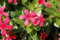 Soiree Kawaii Red Shades Vinca (Catharanthus roseus 'Soiree Kawai Red Shades') at Lakeshore Garden Centres