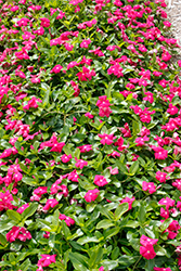 Cora Cascade Bright Rose Vinca (Catharanthus roseus 'Cora Cascade Bright Rose') at A Very Successful Garden Center