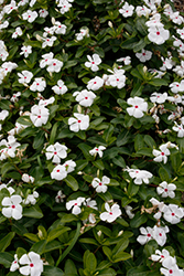 Cora Cascade Polka Dot Vinca (Catharanthus roseus 'Cora Cascade Polka Dot') at Lakeshore Garden Centres