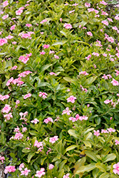 Cora Cascade Shell Pink Vinca (Catharanthus roseus 'Cora Cascade Shell Pink') at A Very Successful Garden Center