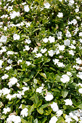 Cora Cascade White Vinca (Catharanthus roseus 'Cora Cascade White') at Lakeshore Garden Centres