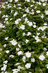Vitesse White Vinca (Catharanthus roseus 'Vitesse White') at A Very Successful Garden Center