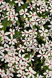 Soiree Kawaii White Peppermint Vinca (Catharanthus roseus 'Soiree Kawaii White Peppermint') at A Very Successful Garden Center