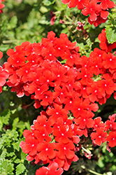 Estrella Red Verbena (Verbena 'Wesverevoo') at A Very Successful Garden Center
