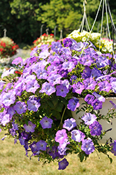 Easy Wave Lavender Sky Blue Petunia (Petunia 'Easy Wave Lavender Sky Blue') at A Very Successful Garden Center