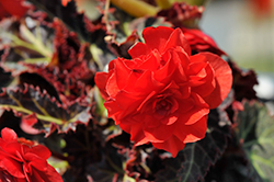 I'Conia Red Begonia (Begonia 'I'Conia Red') at A Very Successful Garden Center