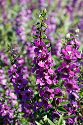 Serena Purple Angelonia (Angelonia angustifolia 'PAS1180781') at A Very Successful Garden Center