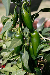 La Bomba II Hot Pepper (Capsicum annuum 'La Bomba II') at A Very Successful Garden Center