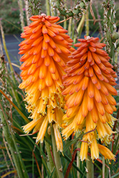 Poco Red Torchlily (Kniphofia 'Poco Red') at Lakeshore Garden Centres