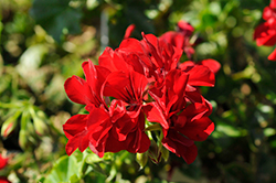 Royal Dark Red 21 Ivy Leaf Geranium (Pelargonium peltatum 'IRT19151') at A Very Successful Garden Center