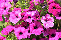 Success! Violet Petunia (Petunia 'Success! Violet') at A Very Successful Garden Center