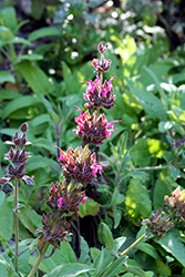 Hummingbird Sage (Salvia spathacea) at A Very Successful Garden Center