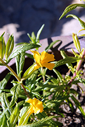 Jelly Bean Gold Monkeyflower (Mimulus 'Jelly Bean Gold') at A Very Successful Garden Center