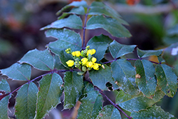 Mission Canyon Barberry (Berberis 'Mission Canyon') at Stonegate Gardens