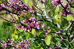 Western Redbud (Cercis occidentalis) at A Very Successful Garden Center