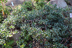 Green Bay Bearberry (Arctostaphylos uva-ursi 'Green Bay') at Lakeshore Garden Centres