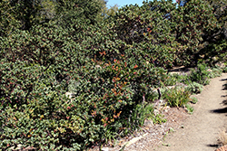 Canyon Blush Manzanita (Arctostaphylos 'Canyon Blush') at Stonegate Gardens