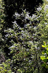 Powder Blue Ceanothus (Ceanothus arboreus 'Powder Blue') at Stonegate Gardens