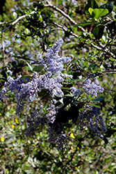 Powder Blue Ceanothus (Ceanothus arboreus 'Powder Blue') at A Very Successful Garden Center