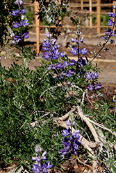 Silver Bush Lupine (Lupinus albifrons) at A Very Successful Garden Center
