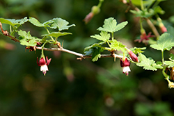 Bitter Gooseberry (Ribes amarum) at Lakeshore Garden Centres