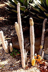Golden-spined Cereus (Bergerocactus emoryi) at A Very Successful Garden Center