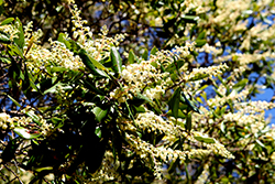 Summer Holly (Comarostaphylis diversifolia) at Lakeshore Garden Centres